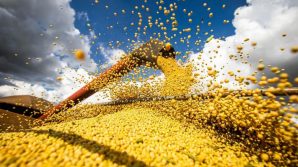 Querencia_e_Canarana_entram_no_top_100_das_exportacoes_do_Brasil_e_reforcam_peso_do_Vale_do_Araguaia_em_2025